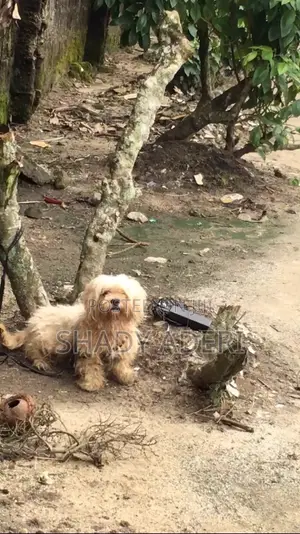 6-12 months Female Purebred Lhasa Apso