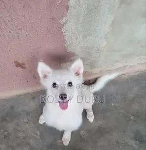 3-6 months Male Purebred American Eskimo