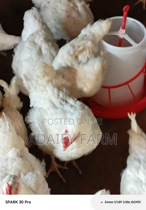 Pre Order Your Live Boiler Chicken for Christmas
