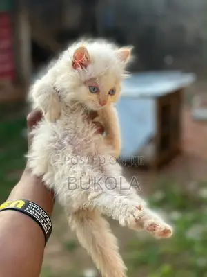 1-3 months Male Purebred Persian