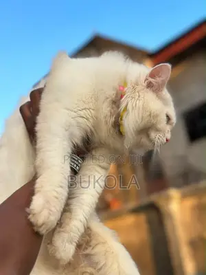 6-12 months Male Purebred Persian