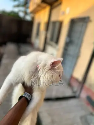 6-12 months Male Purebred Persian