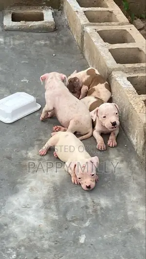 1-3 months Female Purebred American Pit Bull Terrier