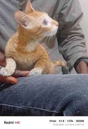 3-6 months Female Mixed Breed Cat
