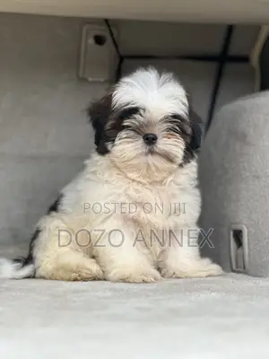 3-6 months Male Purebred Shih Tzu