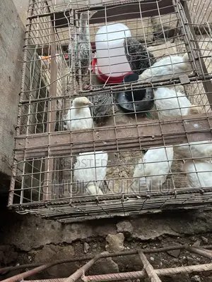 Local Turkey