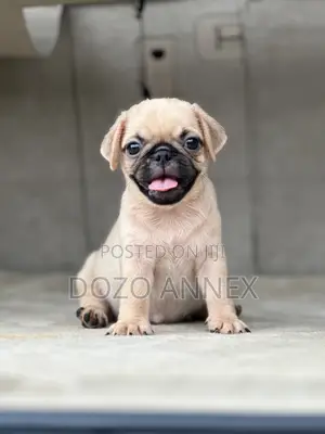 1-3 months Female Purebred Pug