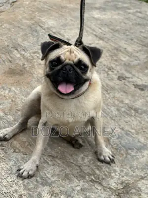 1+ year Female Purebred Pug