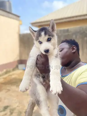 1-3 months Male Purebred Siberian Husky