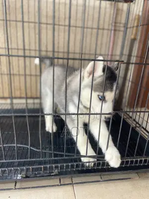 1-3 months Male Purebred Siberian Husky