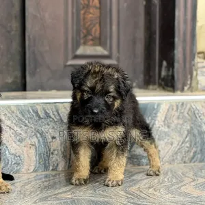1-3 months Male Purebred German Shepherd