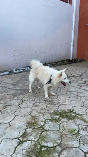 1+ year Male Purebred American Eskimo