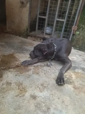 1+ year Female Purebred Cane Corso
