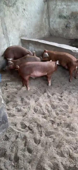 Duroc Pigs