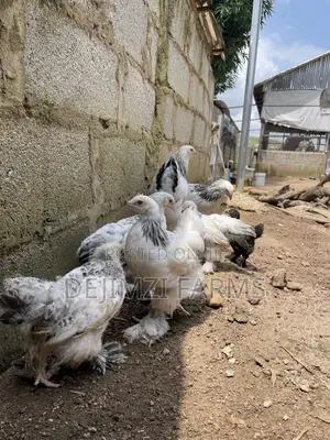 11 Weeks Light Brahma Combo(1 Male, 3 Hen)