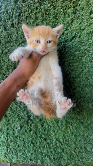 1-3 months Male Purebred American Shorthair