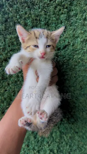 1-3 months Male Purebred American Shorthair