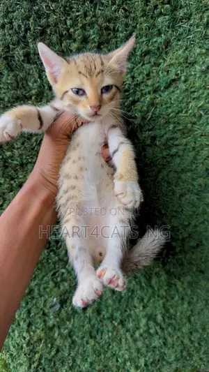 1-3 months Male Purebred Tabby