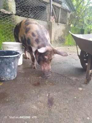 Pigs for Sale