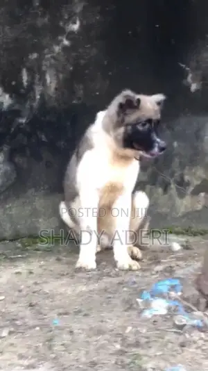 3-6 months Male Purebred Caucasian Shepherd