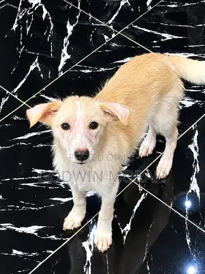1-3 months Male Purebred American Eskimo