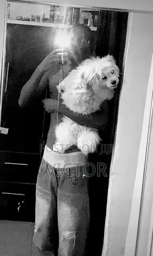 1+ year Male Purebred Lhasa Apso