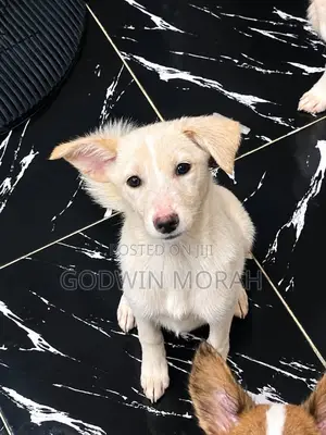 1-3 months Female Purebred American Eskimo