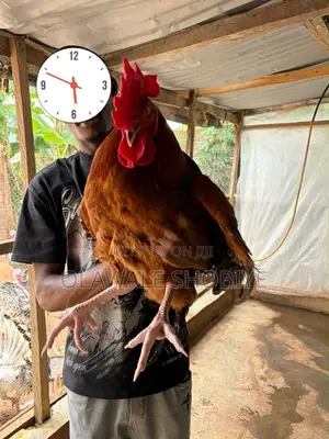 Big Noiler Chickens
