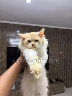 3-6 months Female Purebred Ragdoll