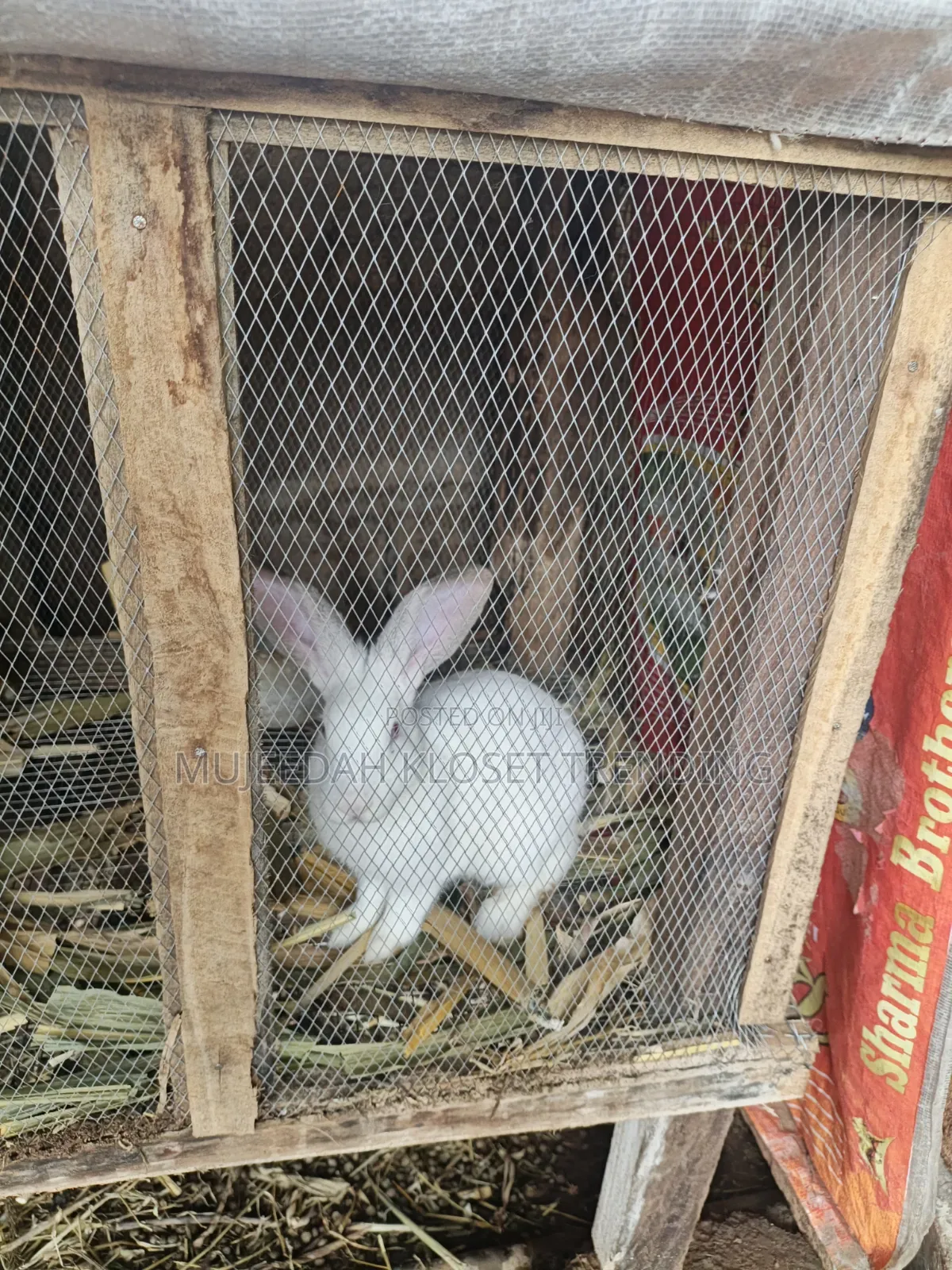 Hybrid Rabbit