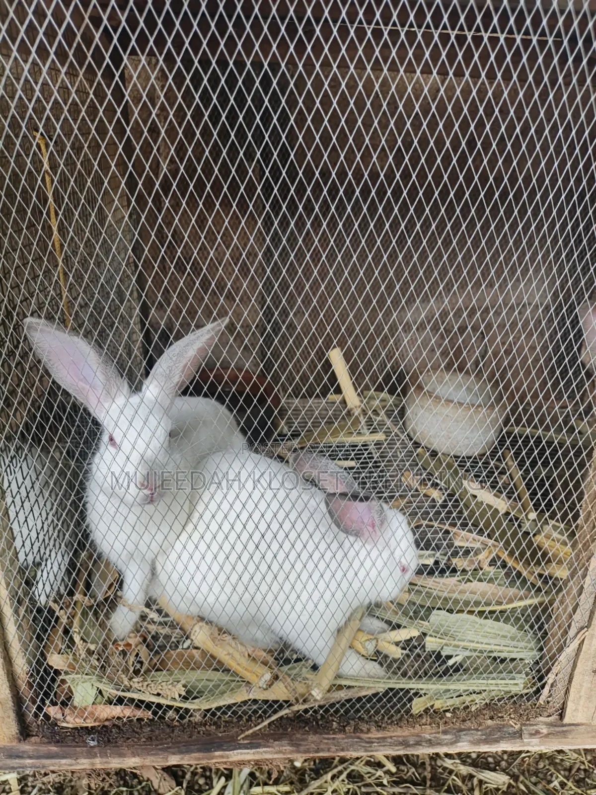 Hybrid Rabbit