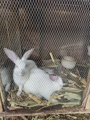 Hybrid Rabbit