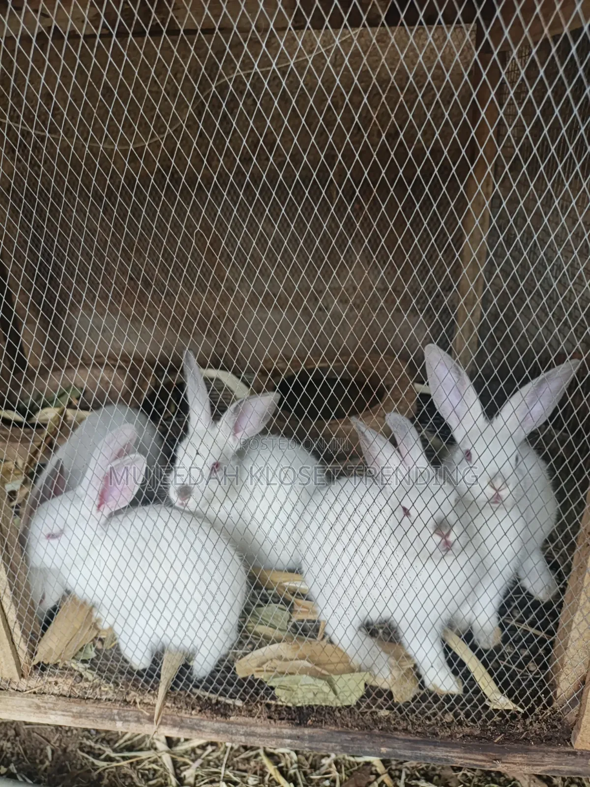 Hybrid Rabbit