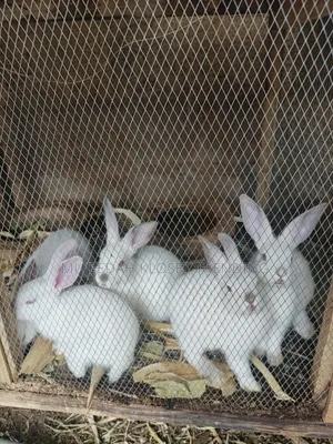 Hybrid Rabbit