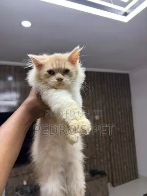 1-3 months Female Purebred Persian