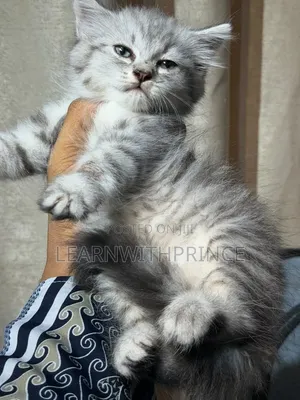 1-3 months Female Purebred Persian
