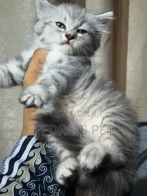 1-3 months Female Purebred Persian