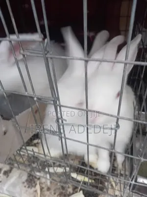 Rabbits for Sale