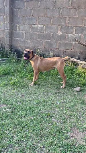 1+ year Female Purebred Boerboel