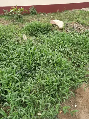 2000sqm Table Land for Sale in GRA Ikeja