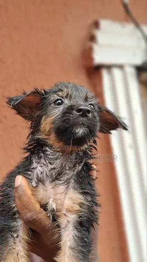 1-3 months Male Purebred German Shepherd