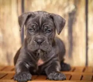 1-3 months Male Purebred Cane Corso
