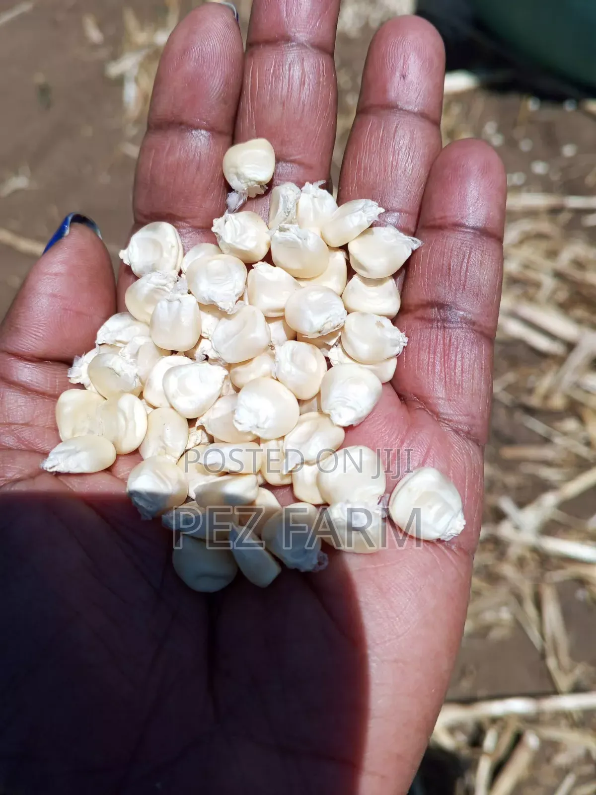 Bag of Maize Corn