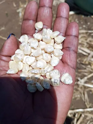 Bag of Maize Corn