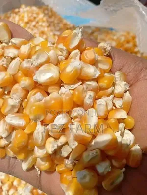 Bag of Maize Corn