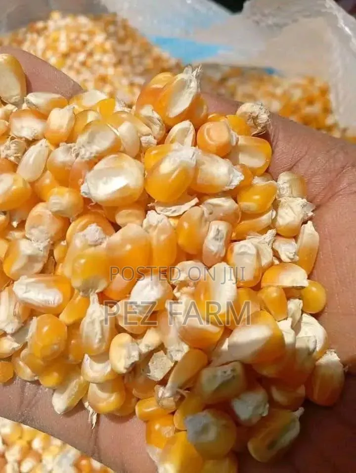Bag of Maize Corn