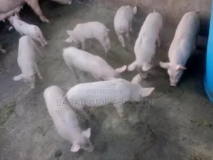Pure TN70 Piglets, Good for Breeding and Fatning