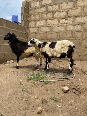 Rams Available for Sale Bigger Than D Picture