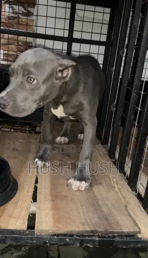 3-6 months Male Purebred American Bully