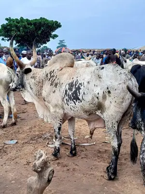 Healthy Live Cow Is Available in Awka Anambra State ,Very Affordable